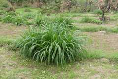 Pennisetum purpureum